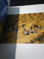 Enchanted Land (Pictures from nature in Sweden) - Jan-Peter Lahall / Hans Odöö