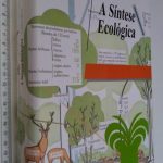 A Síntese Ecológica - P. Duvigneaud