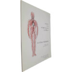Bases da semiologia clínica (Sistema arterial) - A. Dinis da Gama / Carlos Santos Sarmento